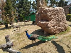 -西霞口神雕山野生动物世界