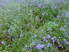 -北京东方普罗旺斯薰衣草庄园