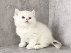 -小猫来了·猫舍(红山六九七九店)
