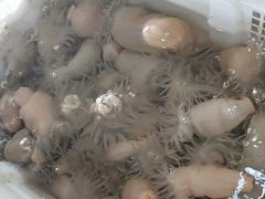-罗源湾8号渔排