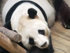 -深圳野生动物园