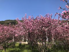 -苏州上方山国家森林公园