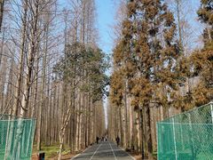 -东平国家森林公园