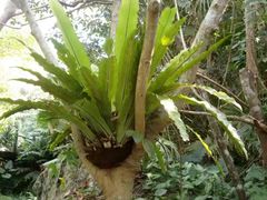 -呀诺达热带雨林