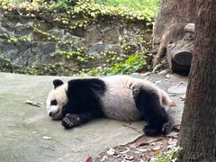 -都江堰中华大熊猫苑