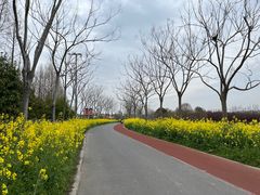 -上海长兴岛郊野公园