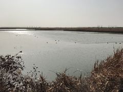 -盐城丹顶鹤湿地生态旅游区