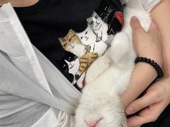 -伟伟宠物医院·瑞派猫友好医院·猫科(光谷店)