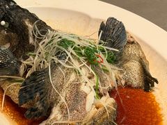 清蒸龙胆鱼-紫阳海鲜楼·传承闽味(长乐路总店)