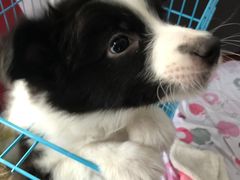 -翊宠yipet猫狗购宠庄园犬舍•猫舍