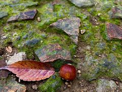 -上海佘山国家森林公园天马山园