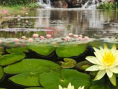 -东莞植物园
