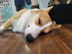 -柯斗斗主题餐厅·狗咖·围炉煮茶·茶饮(国瑞升平里店)