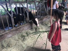 -瑞穗牧场