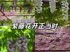 -嘉定紫藤园