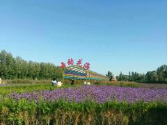 -金塔沙漠胡杨林景区