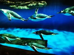 -华夏文旅海洋公园