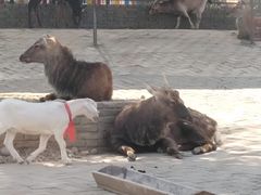 -武汉紫薇都市田园