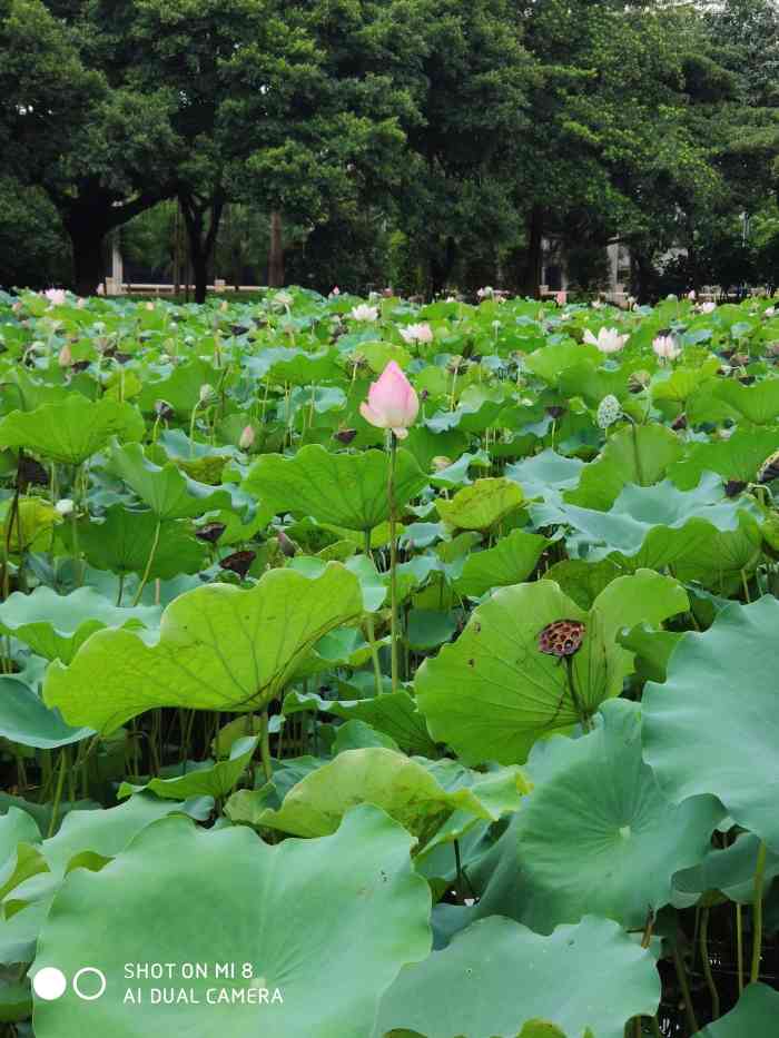 順德中山公園-