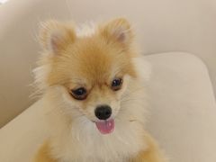 -怪兽屋·羊驼·猫咖·狗咖(俊华广场店)