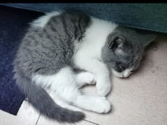 -lincat·猫舍(广州店)