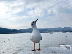-海埂大坝