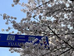 -高东镇樱花园