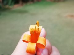 -呀路古热带植物园