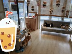 -南京Hallo宠物乐园·哈罗犬舍·柴犬繁育基地