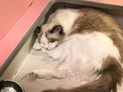 -毛绒耶耶撸宠馆·猫咖·狗咖·荷兰猪咖