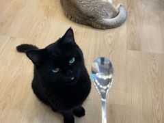 -有喵·猫咖·狗咖·30几只猫10只小狗(岗厦店)