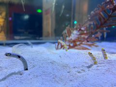 -海合安天津极地海洋公园