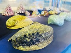 -上海海洋大学鱼文化博物馆(军工路校区)