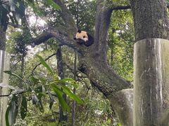 -中国大熊猫保护研究中心雅安碧峰峡基地