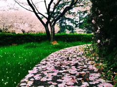 -武汉大学-樱园