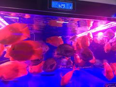 -北国之春国宴(乌兰察布店)