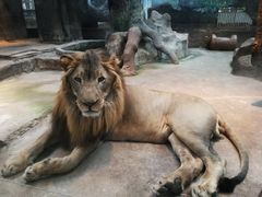 -清迈夜间动物园