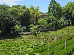 -野蔓果·山野菜(西湖景区·龙井茶田店)