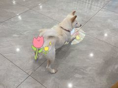 -柴犬小屋·柴餐厅·狗咖食堂(金鼎广场店)