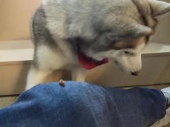 -Husky Go! 哈士奇体验馆·宠物咖啡厅狗咖