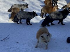 -宫城藏王狐狸村