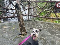 -海南热带雨林国家公园吊罗山景区