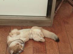 -瑞鹏宠物医院·爱宠堂·骨外专科(西荷分院)