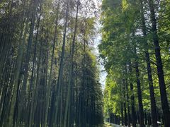 -黄海国家森林公园