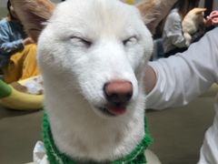 -逗柴咖啡屋·狗咖猫咖宠物桌游