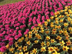 上海鲜花港-上海鲜花港