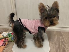 -翊宠yipet猫狗购宠庄园犬舍•猫舍