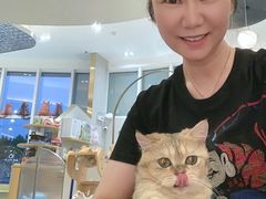 -飞行喵MR PILOT|猫舍·猫咖(静安大融城店)