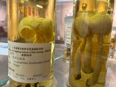 -广州神农草堂中医药博物馆