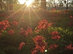 -黄海国家森林公园